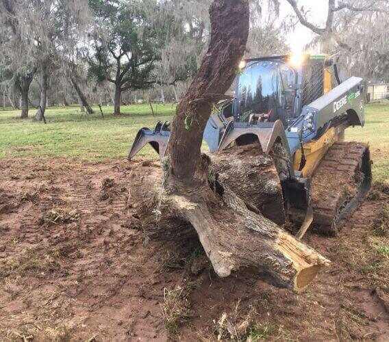 Tree Mulching and Root Extraction