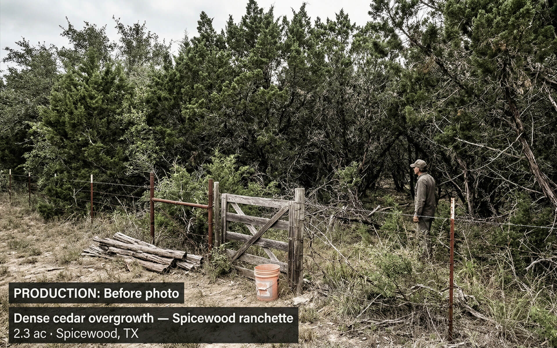 Dense cedar overgrowth along a Hill Country ranch fence line before clearing